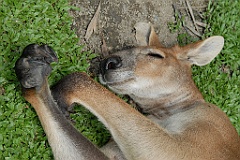 0791 Wildlife Habitat Port Douglas